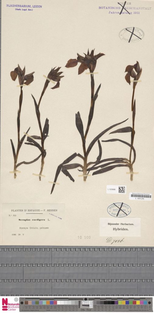 Serapias cordigera L. 506x1024 - 2020ko urtarrileko poposamenak