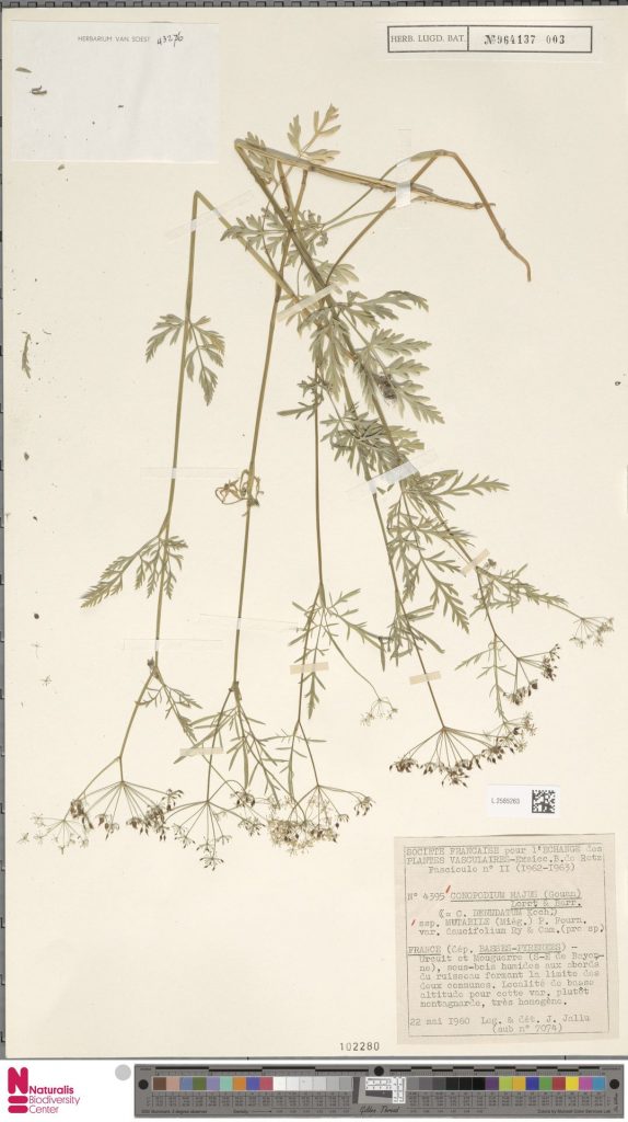 Conopodium majus Gouan Loret subsp. mutabile 574x1024 - 2020ko otsaileko proposamenak