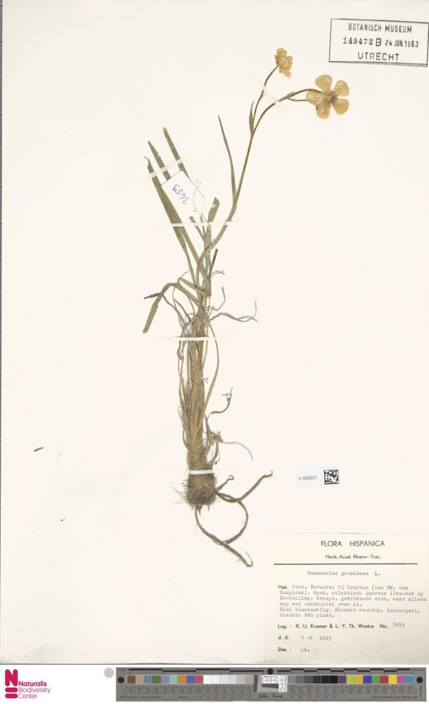 Ranunculus gramineus L. 625x1024 - 2020ko otsaileko proposamenak