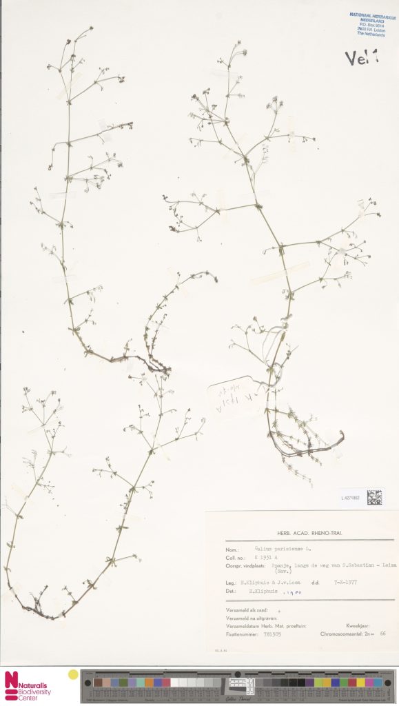 Galium parisiense L. 579x1024 - 2020ko martxoko proposamenak