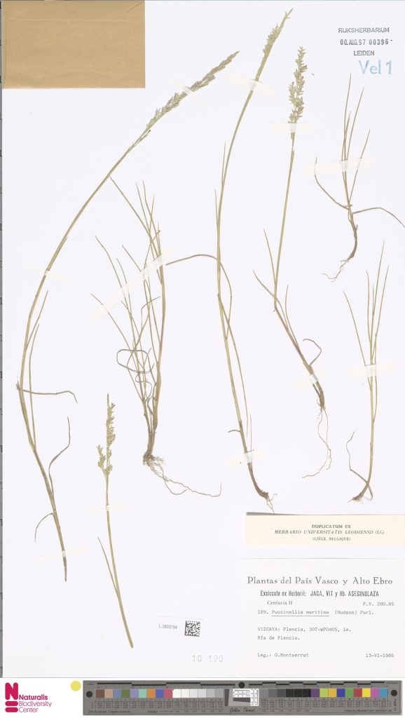 Puccinellia maritima Huds. Parl. 578x1024 - 2020ko apirileko proposamenak