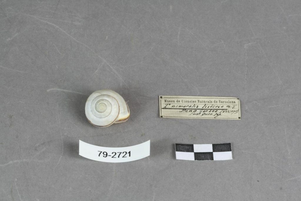 cepaea nemoralis 1024x683 - 2020ko maiatzeko proposamenak