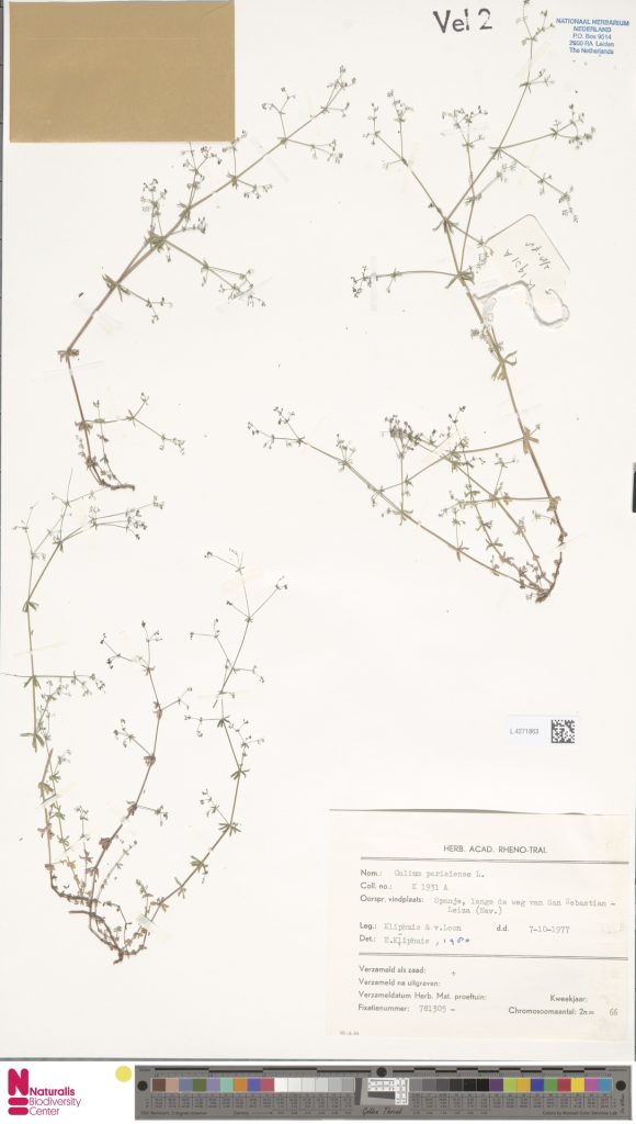 Galium parisiense L. 580x1024 - 2020ko ekaineko proposamenak