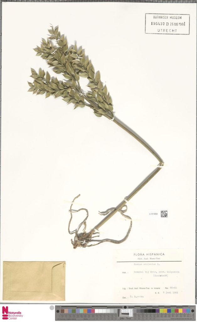 Ruscus aculeatus L. 628x1024 - 2020ko ekaineko proposamenak