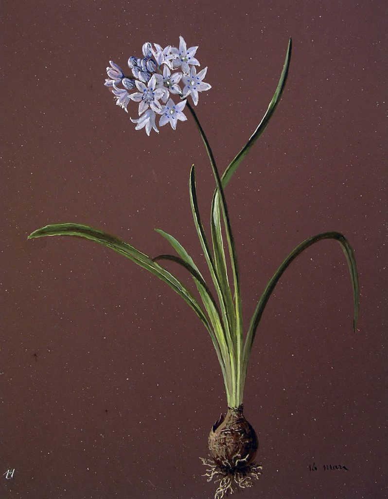 Scille umbelate Scilla lilio hyacinthos 798x1024 - 2020ko ekaineko proposamenak